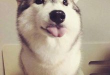 Bild von Tierbilder Hunde Kostenlos Herunterladen bilder fürs handy