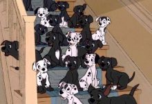 Bild von Tierrassen Hunde bilder fürs handy