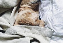 Bild von Trauerbilder Hund bilder fürs handy