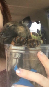 Trauerbilder Hund Für Whatsapp