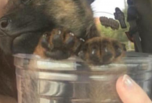 Bild von Trauerbilder Hund Für Whatsapp bilder fürs handy
