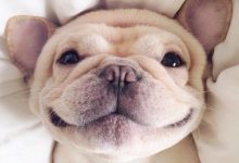 Bild von Trauerbilder Hund Kostenlos Herunterladen bilder fürs handy
