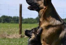 Bild von Unser Hund bilder fürs handy