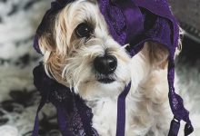 Bild von Urlaub Mit Hund bilder fürs handy