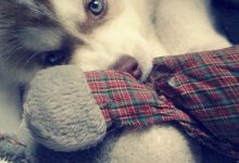 Bild von Verschiedene Hunde bilder fürs handy