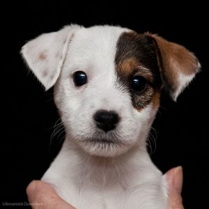 Verschiedene Hunderassen 300x300 - Bilder Von Hunden Für Facebook