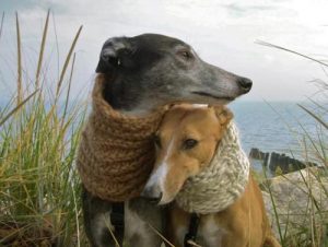 Verschiedene Kleine Hunderassen 300x226 - Komische Hunde Bilder Für Facebook