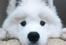 Bild von Vom Hund bilder fürs handy