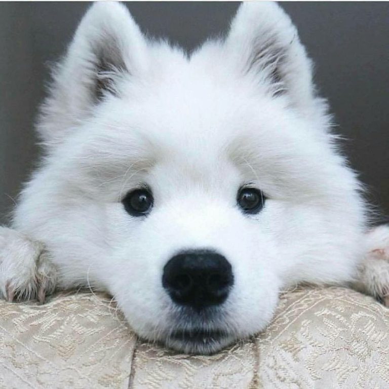 Vom Hund