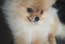 Bild von Was Für Hunde Gibt Es bilder fürs handy