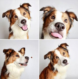Was Gibt Es Für Hunderassen Mit Bild 297x300 - Lustige Geburtstagsbilder Hunden Für Facebook