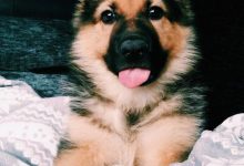 Bild von Was Gibt Es Für Hunde bilder fürs handy
