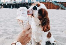 Bild von Weihnachten Hunde Bilder fürs handy