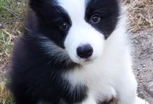 Bild von Weihnachten Hunde Bilder Für Facebook bilder fürs handy