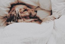 Bild von Weihnachten Hunde Bilder Kostenlos bilder fürs handy