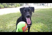 Bild von Weihnachten Hunde Bilder Kostenlos Herunterladen bilder fürs handy