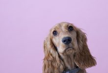 Bild von Weihnachtsbilder Hunde bilder fürs handy