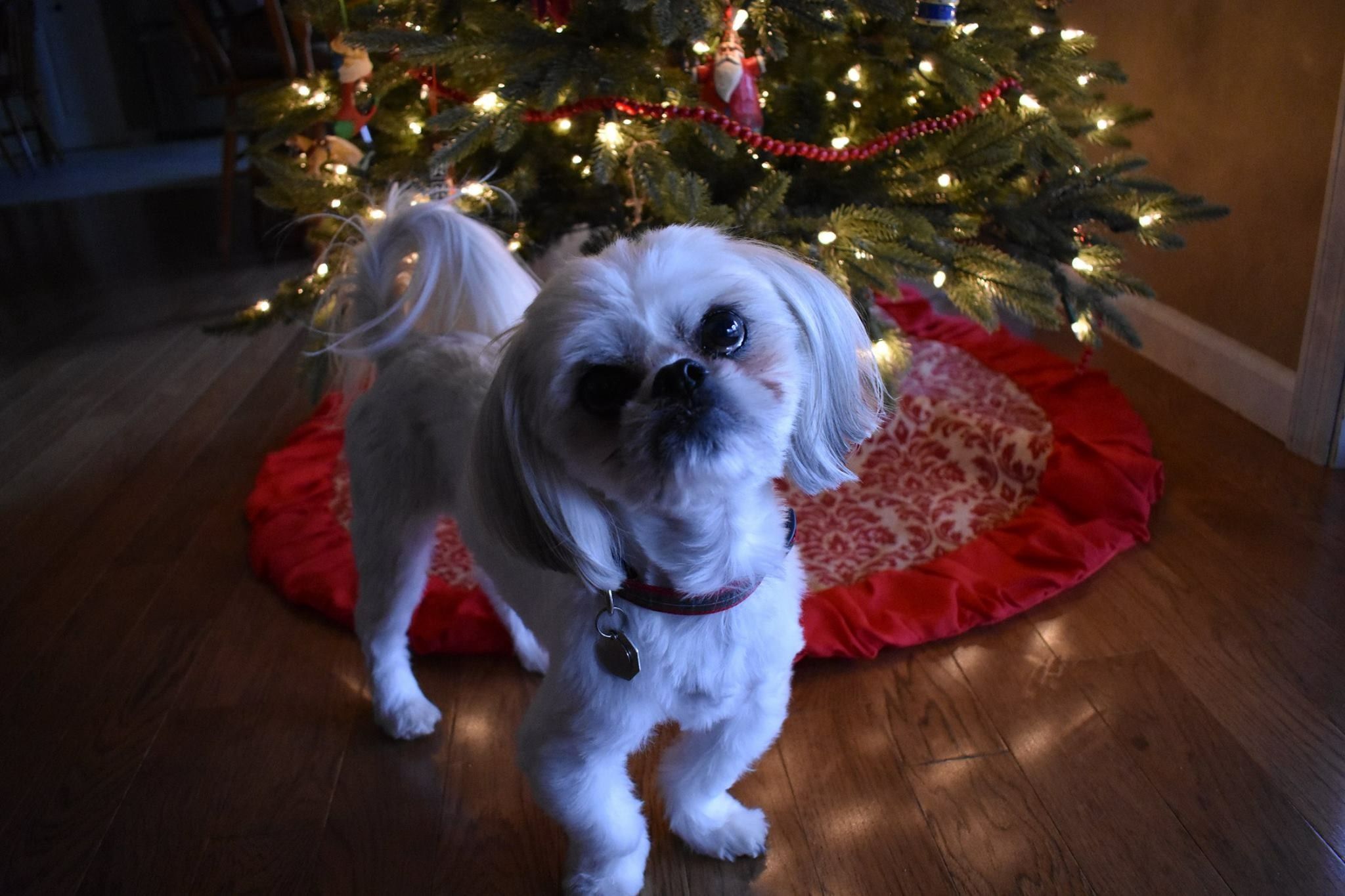 Weihnachtsbilder Hunde Für Facebook Bilder und Sprüche für Whatsapp