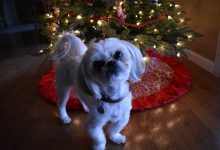 Bild von Weihnachtsbilder Hunde Für Facebook bilder fürs handy