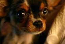 Bild von Weihnachtsbilder Hunde Für Whatsapp bilder fürs handy