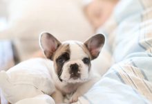Bild von Weisse Kleine Hunderasse bilder fürs handy