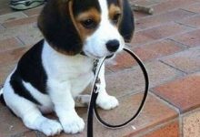 Bild von Weisser Kleiner Hund bilder fürs handy