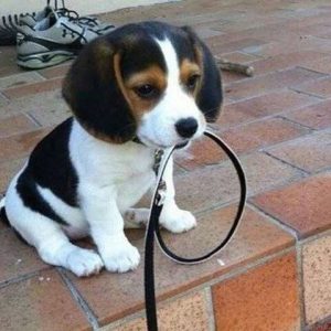 Weisser Kleiner Hund 300x300 - Hunde Bilder Kostenlos Runterladen Für Facebook