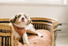 Bild von Weiß Brauner Hund bilder fürs handy