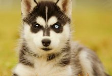 Bild von Weiße Hunde bilder fürs handy
