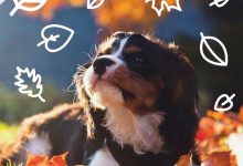 Bild von Weiße Hunde Klein bilder fürs handy