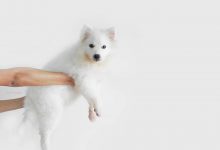 Bild von Weiße Langhaar Hunde bilder fürs handy