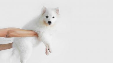 Bild von Weiße Langhaar Hunde
