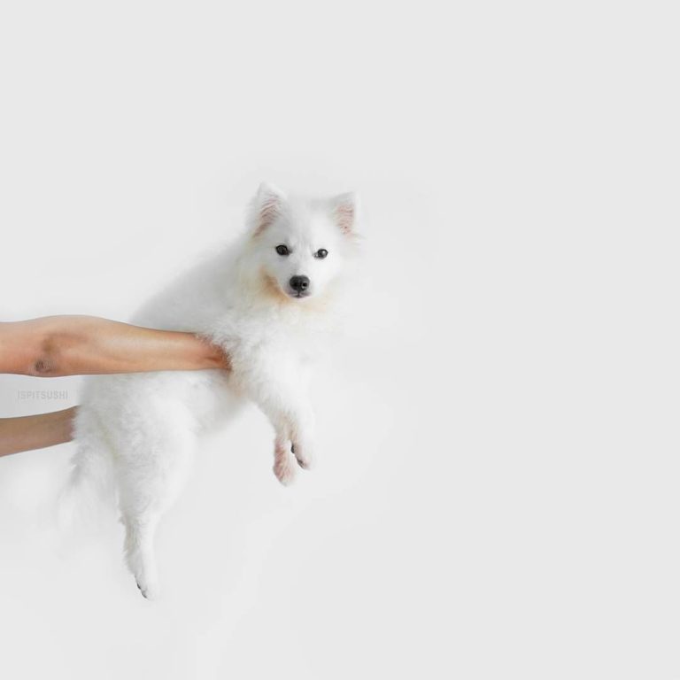 Weiße Langhaar Hunde