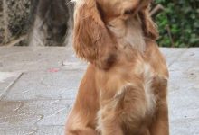 Bild von Weißer Hund bilder fürs handy