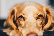 Bild von Weißer Hund Groß bilder fürs handy