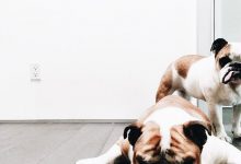 Bild von Weißer Hund Rasse bilder fürs handy
