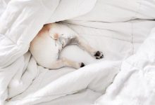 Bild von Weißer Hütehund bilder fürs handy
