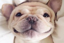Bild von Weißer Kleiner Hund Rasse bilder fürs handy