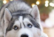 Bild von Weißer Langhaariger Hund bilder fürs handy