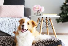Bild von Welche Hunde Gibt Es bilder fürs handy