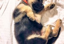 Bild von Welcher Hund Passt Zu Mir bilder fürs handy