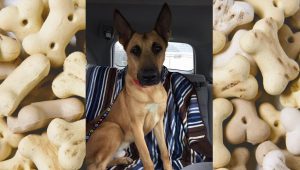 Welpen Rassen Bilder Für Whatsapp 300x170 - Süße Bilder Von Hunden Kostenlos