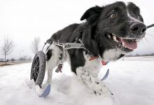 Bild von Welpen Rassen Bilder Für Facebook bilder fürs handy