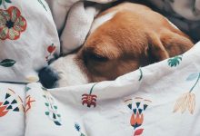 Bild von Wie Viele Rassen Gibt Es Von Hunden bilder fürs handy