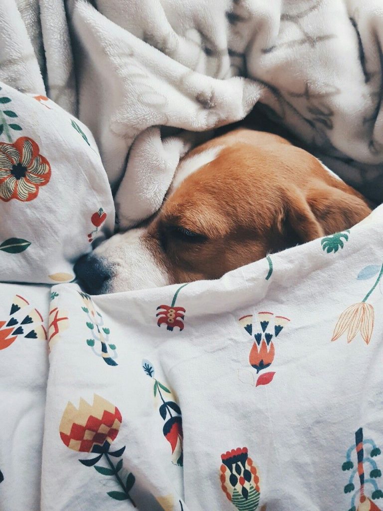 Wie Viele Rassen Gibt Es Von Hunden