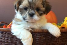 Bild von Witzige Bilder Hunde bilder fürs handy