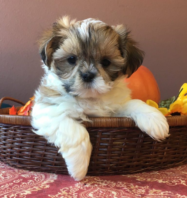 Witzige Bilder Hunde