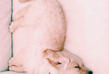 Bild von Witzige Bilder Hunde Für Facebook bilder fürs handy