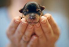 Bild von Witzige Bilder Hunde Kostenlos bilder fürs handy