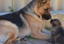 Bild von Witzige Hunde Bilder fürs handy